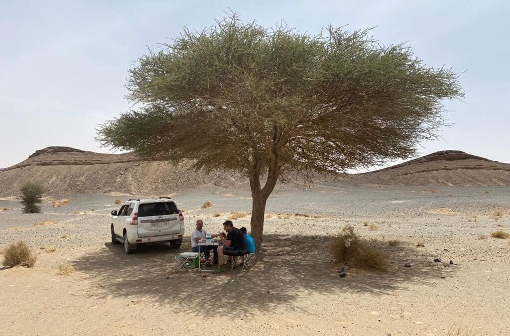 10 days fossils and minerals collecting Hmar Lakhdad tour from Ouarzazate