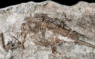 Trilobites to Ammonites: A Beginner’s Guide to Morocco’s Fossils