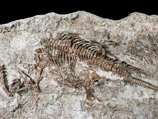 Trilobites to Ammonites: A Beginner’s Guide to Morocco’s Fossils