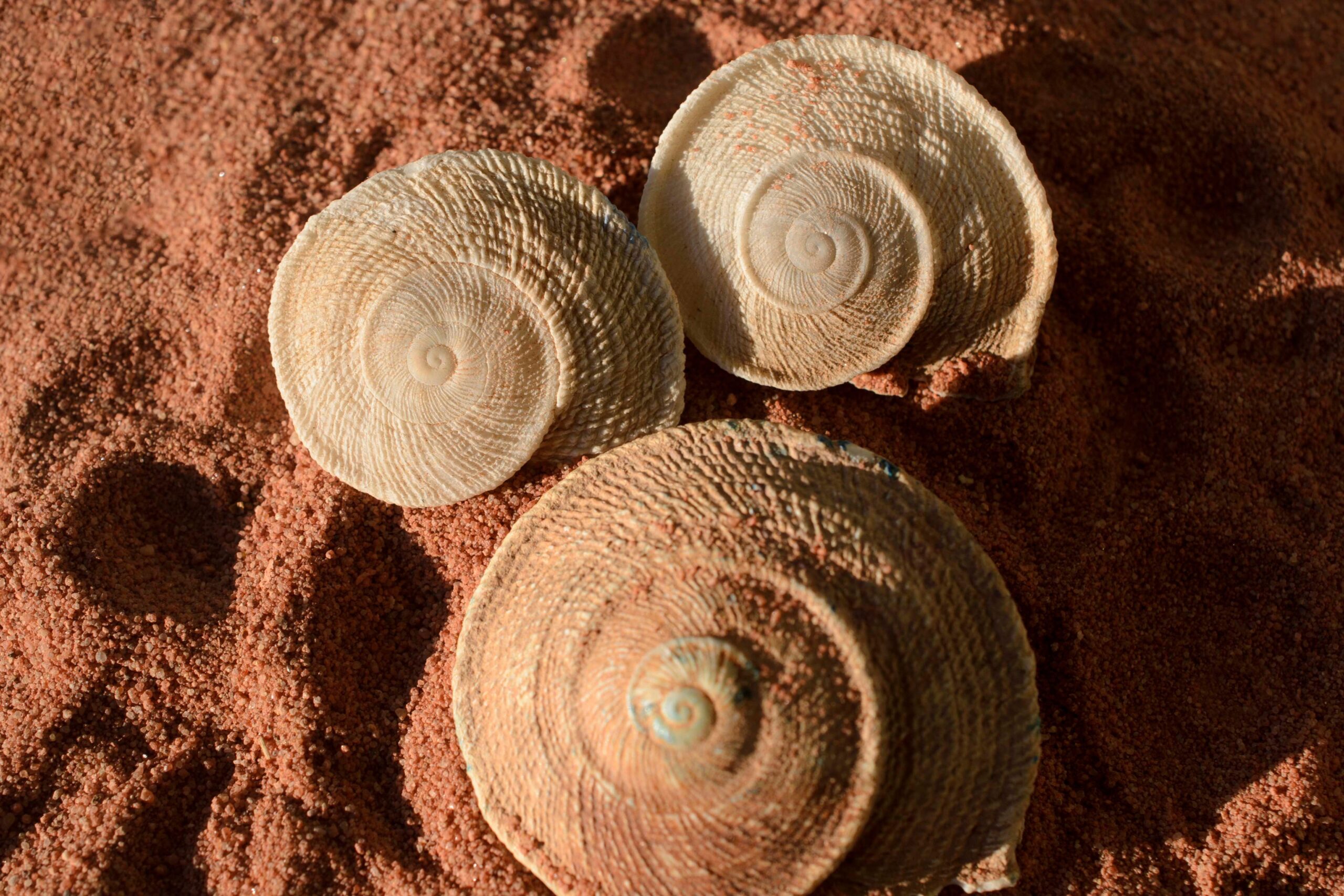 Fossil Hunting in Morocco