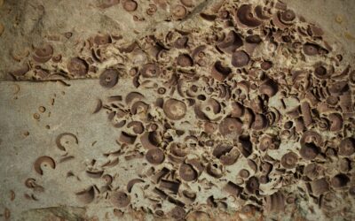 Fossil Hunting in Morocco: Complete Guide to Discovering Ancient Fossils in the Desert 