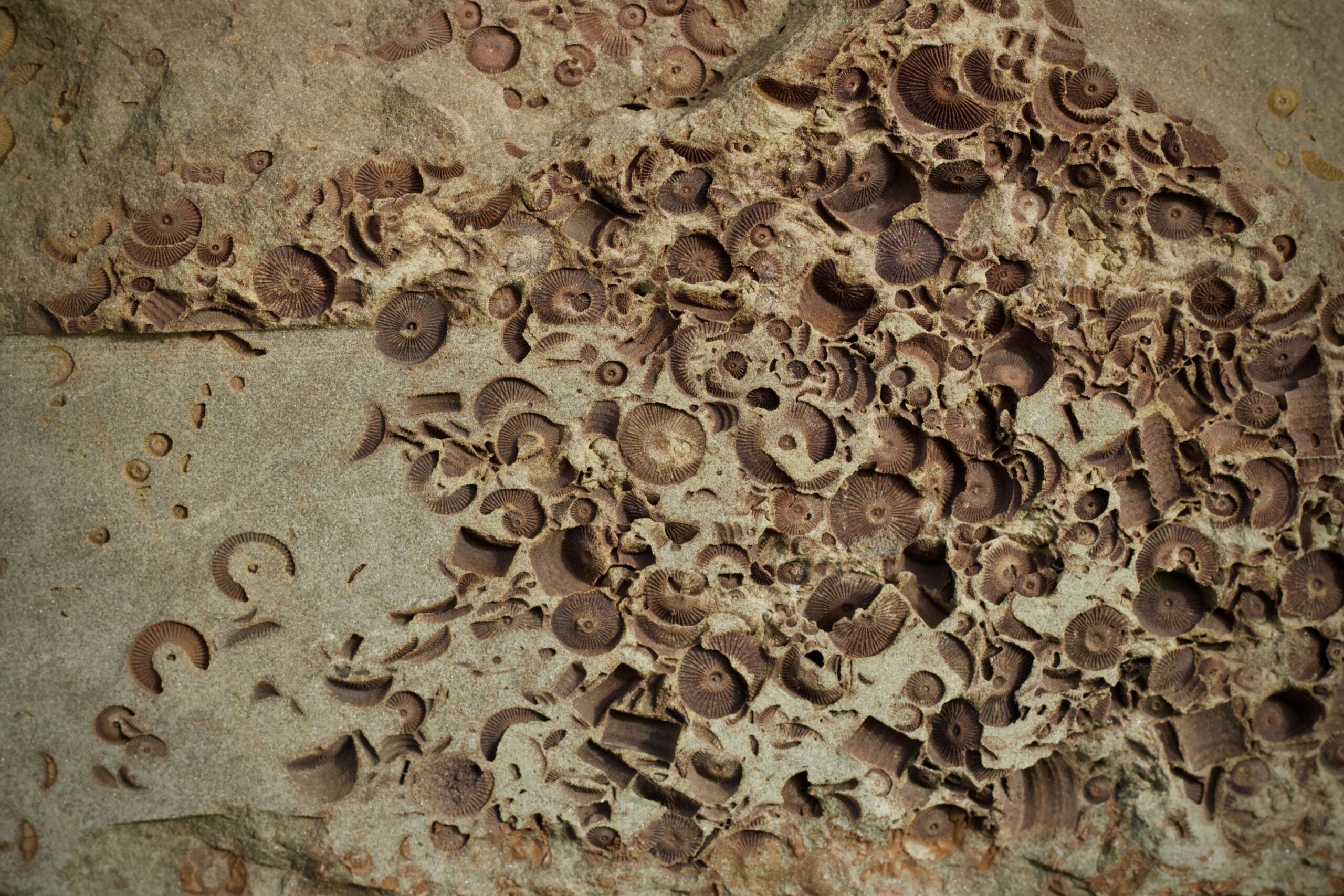 Fossil Hunting in Morocco