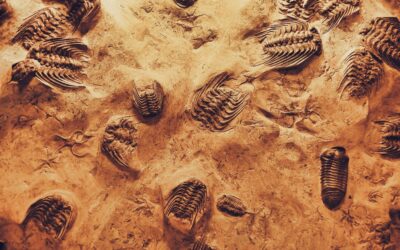 Amazing Alnif Trilobites: Morocco’s Fossil Capital