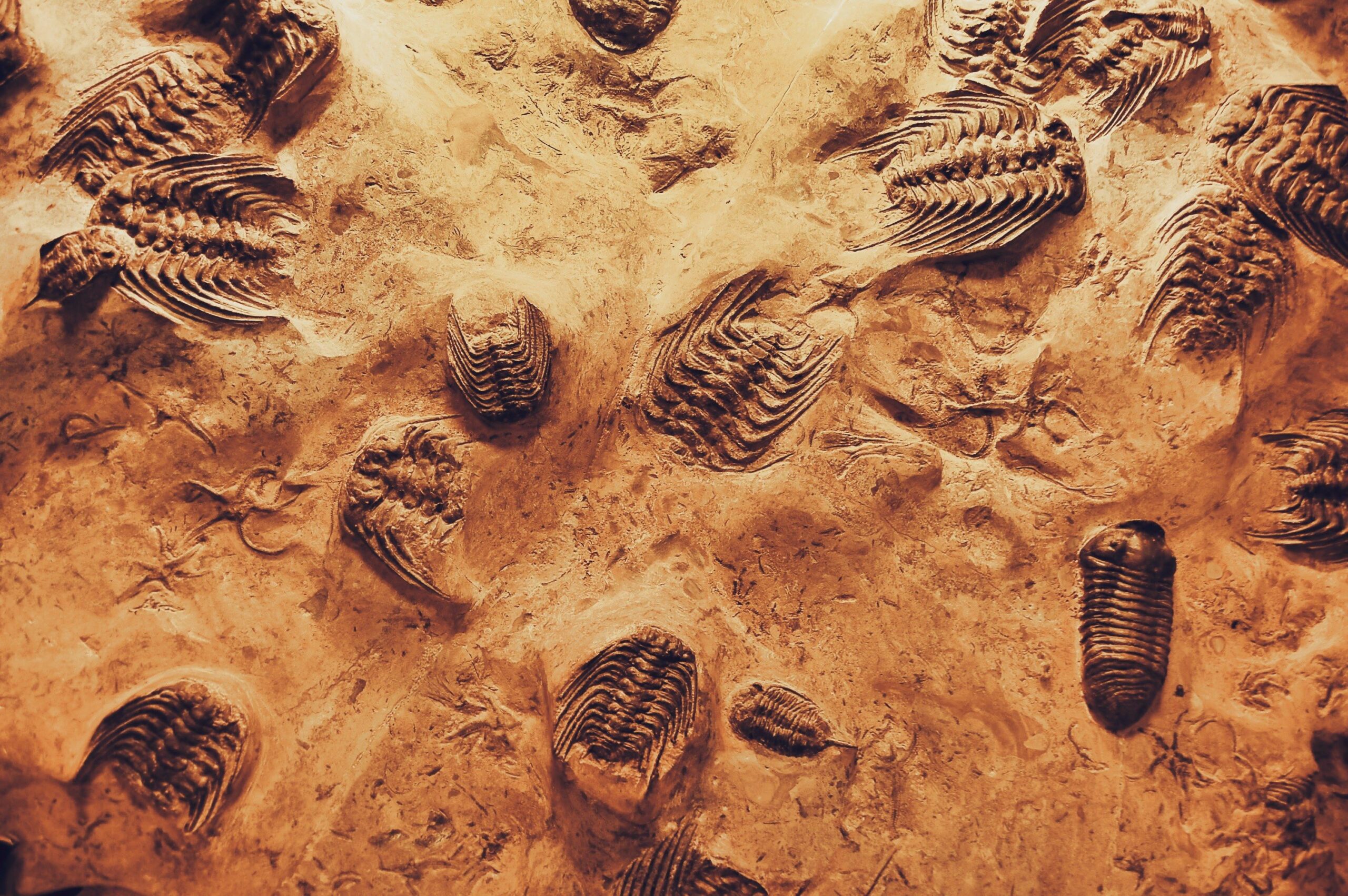 Alnif Trilobites
